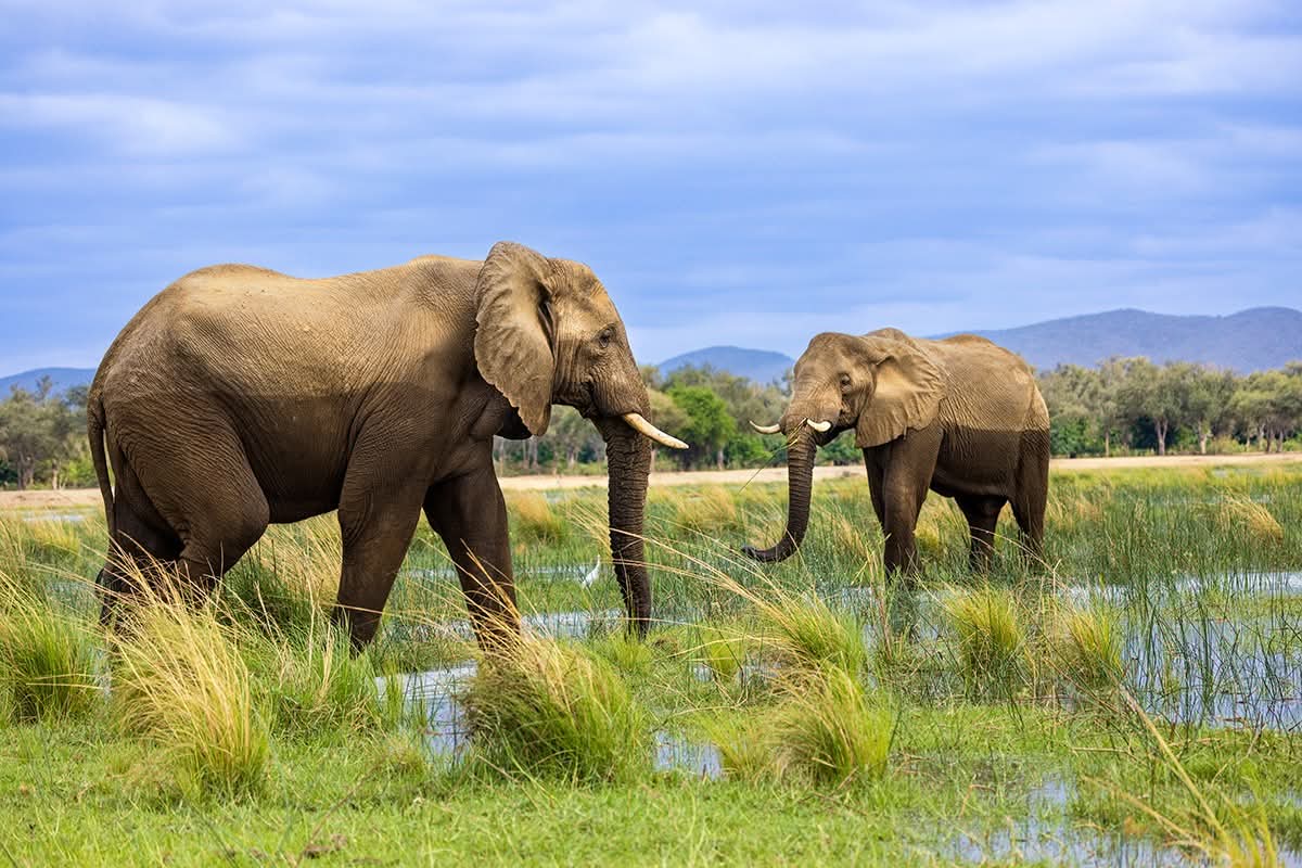 Elephants in Amboseli