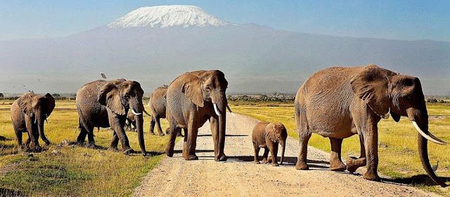 3-Day Amboseli Safari from Nairobi