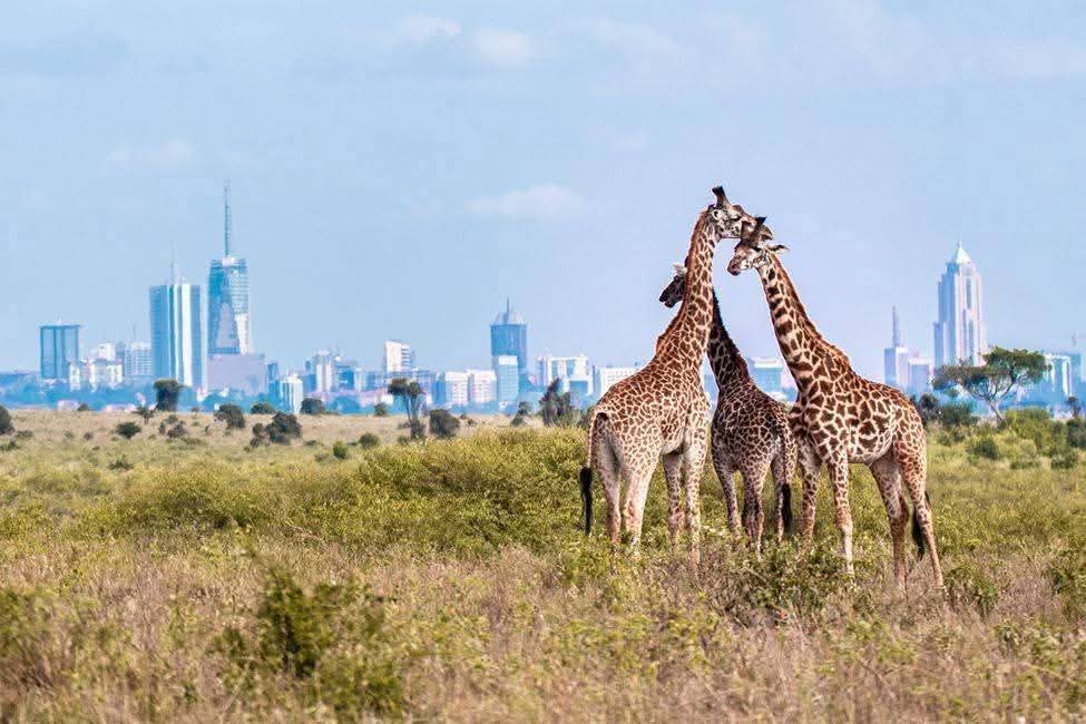 Giraffes with the Nairobi skyline