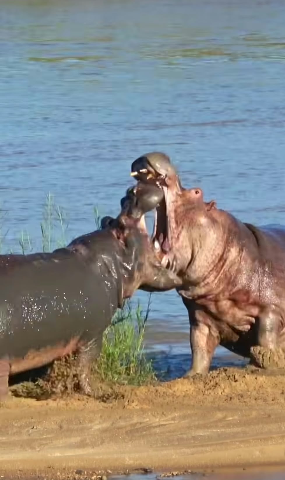 Hippos at the water