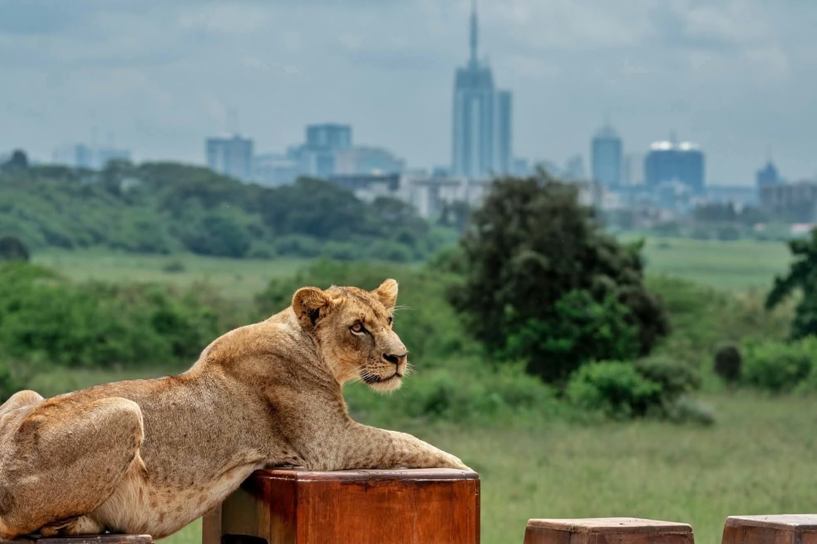 Lioness with the Nairobi skyline