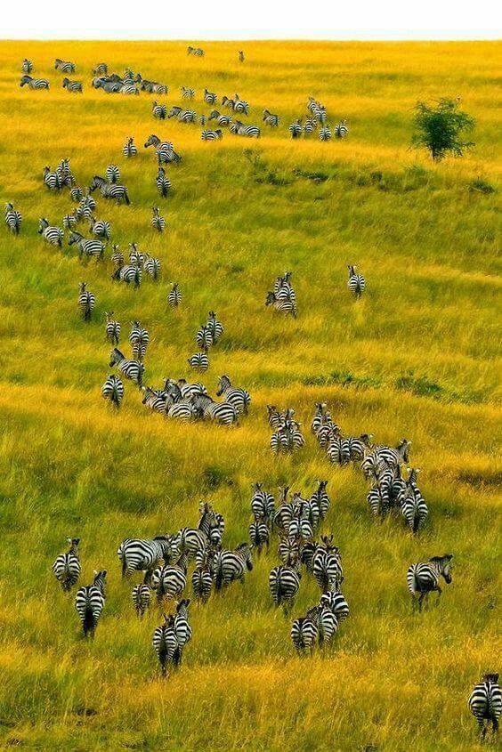 Maasai Mara reserve