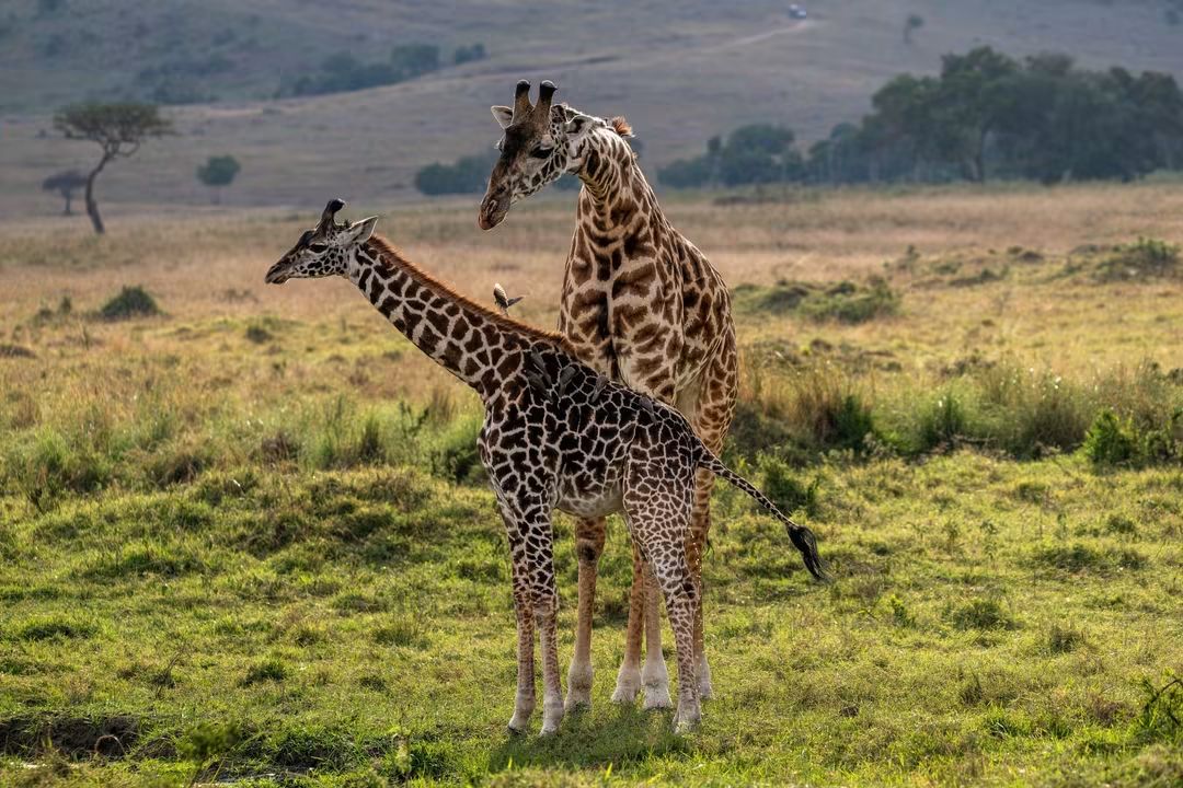 Giraffe mother and calf