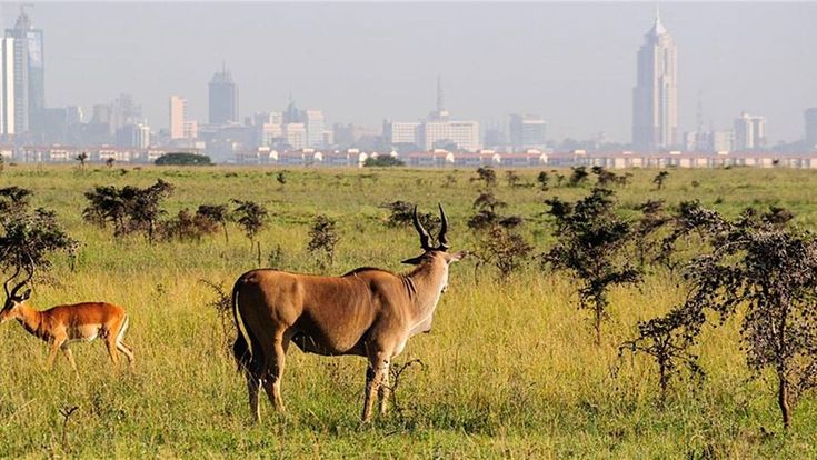 Zebras in Nairobi National Park