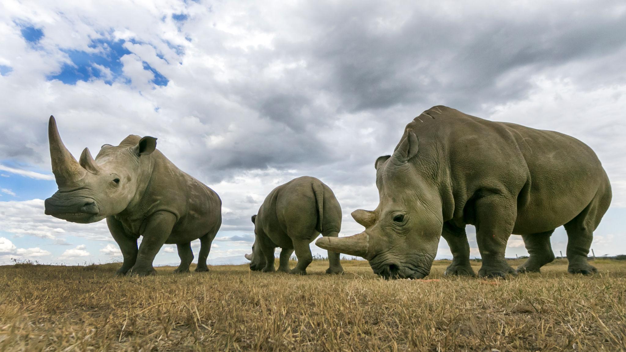 White rhinos in a conservancy
