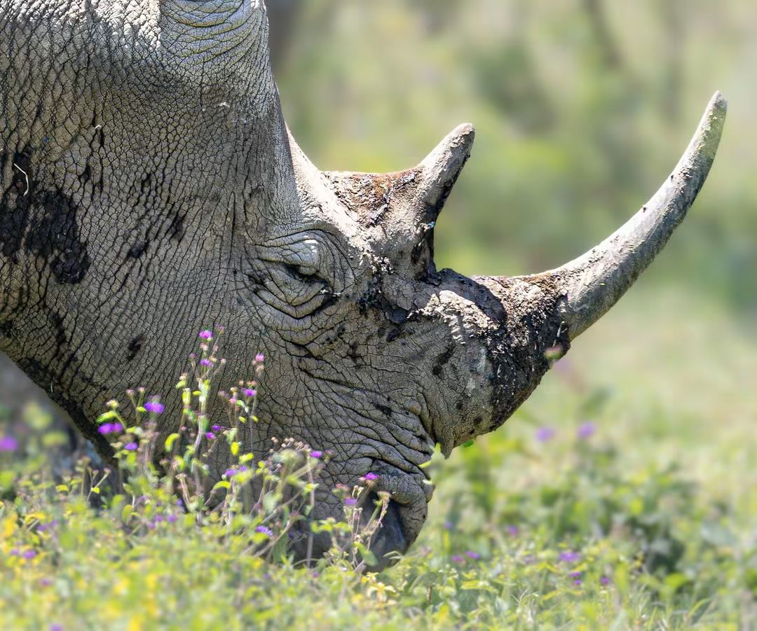 A rhino up close