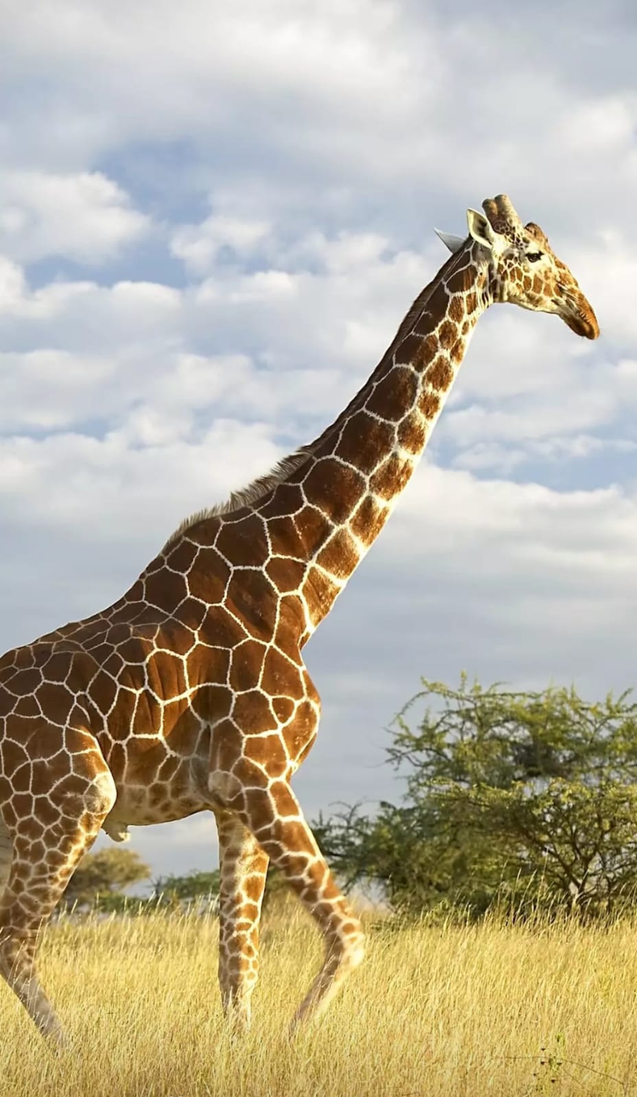 Amboseli & Kilimanjaro Views gallery image