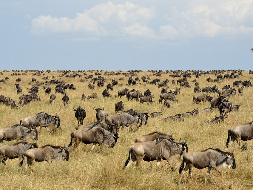 Serengeti plains with wildlife