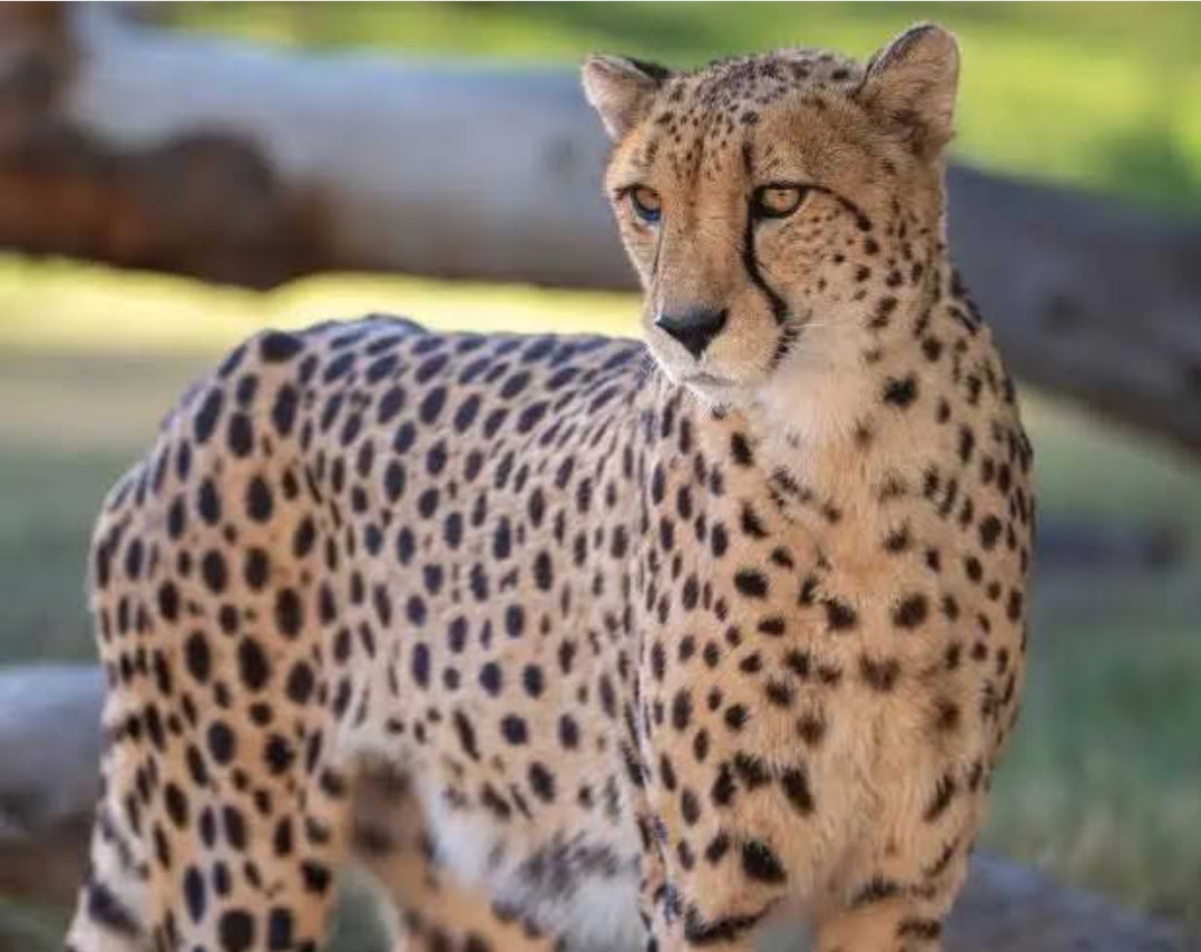 Tsavo East and West National Parks