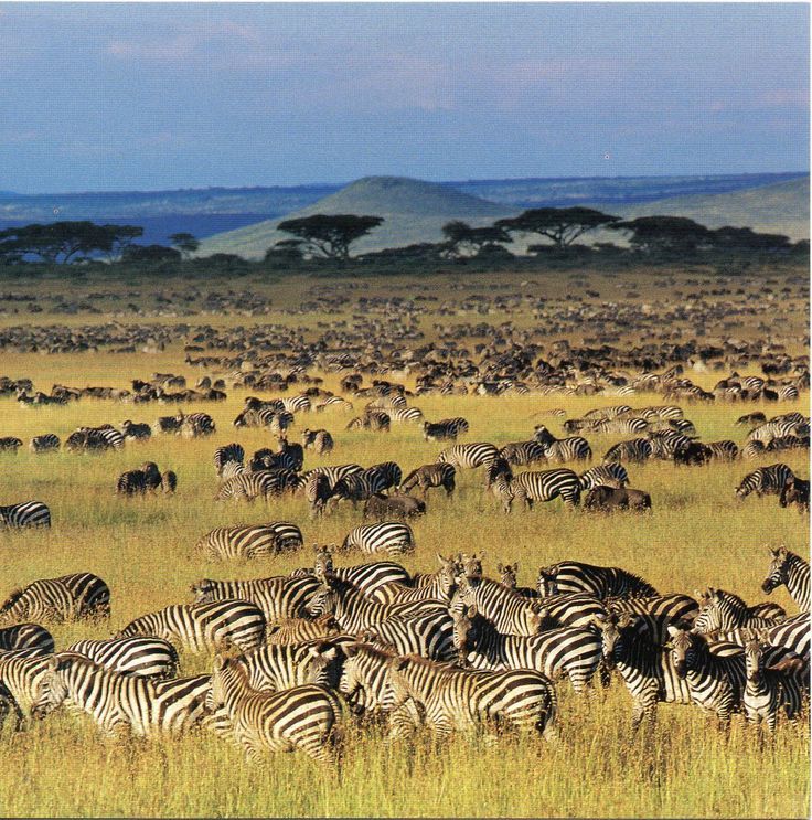 Wildebeest crossing the Mara river