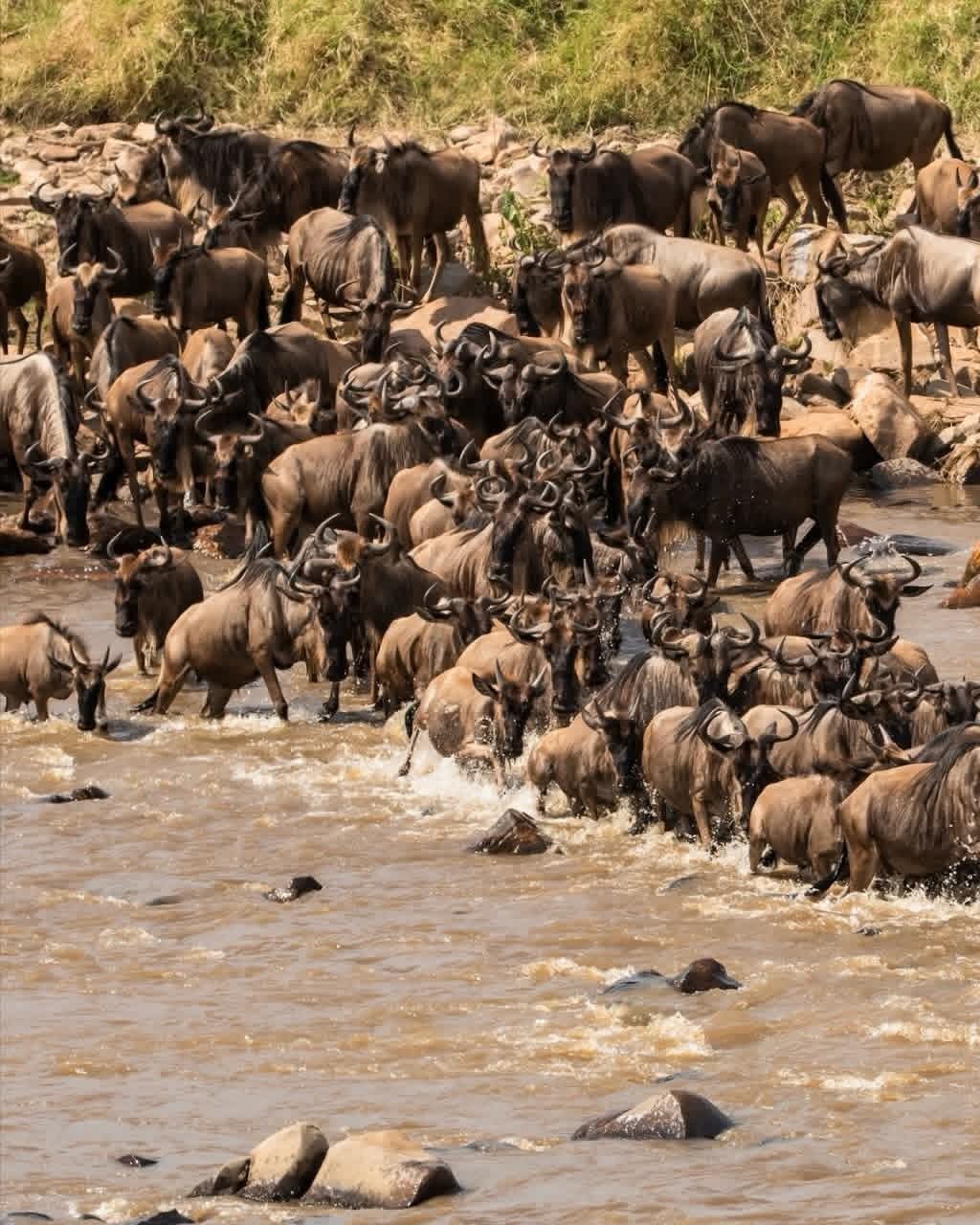Wildebeest crossing the Mara River