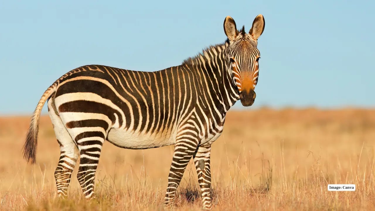 Zebras in Nairobi National Park