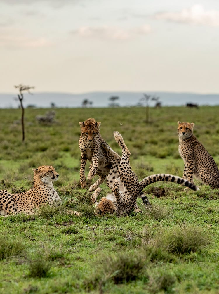Wildlife landscape in Ngorongoro Crater