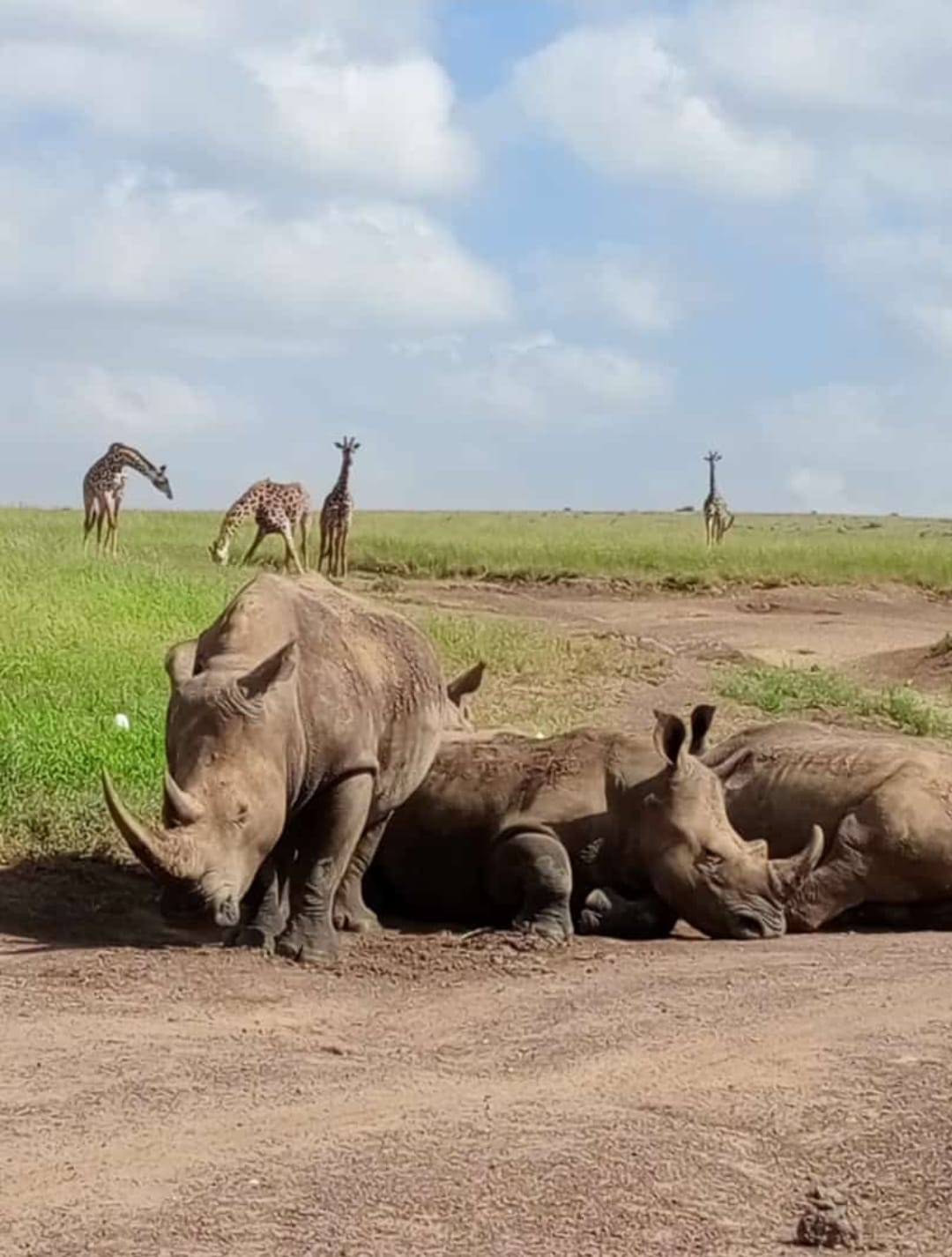 Rhinos in Lake Nakuru National Park
