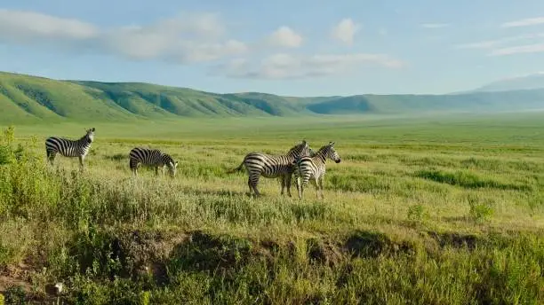 Ngorongoro Crater wildlife