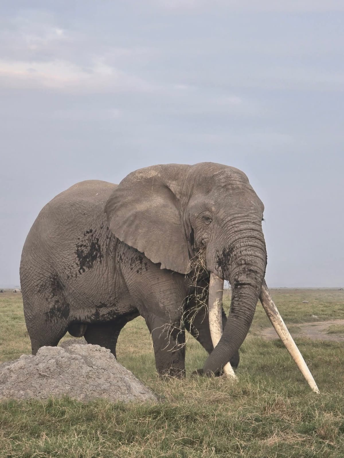 Elephants at Amboseli
