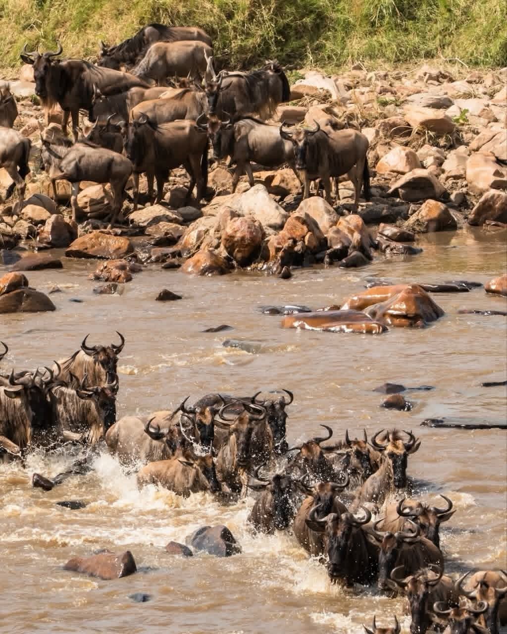 Wildebeest crossing the Mara River