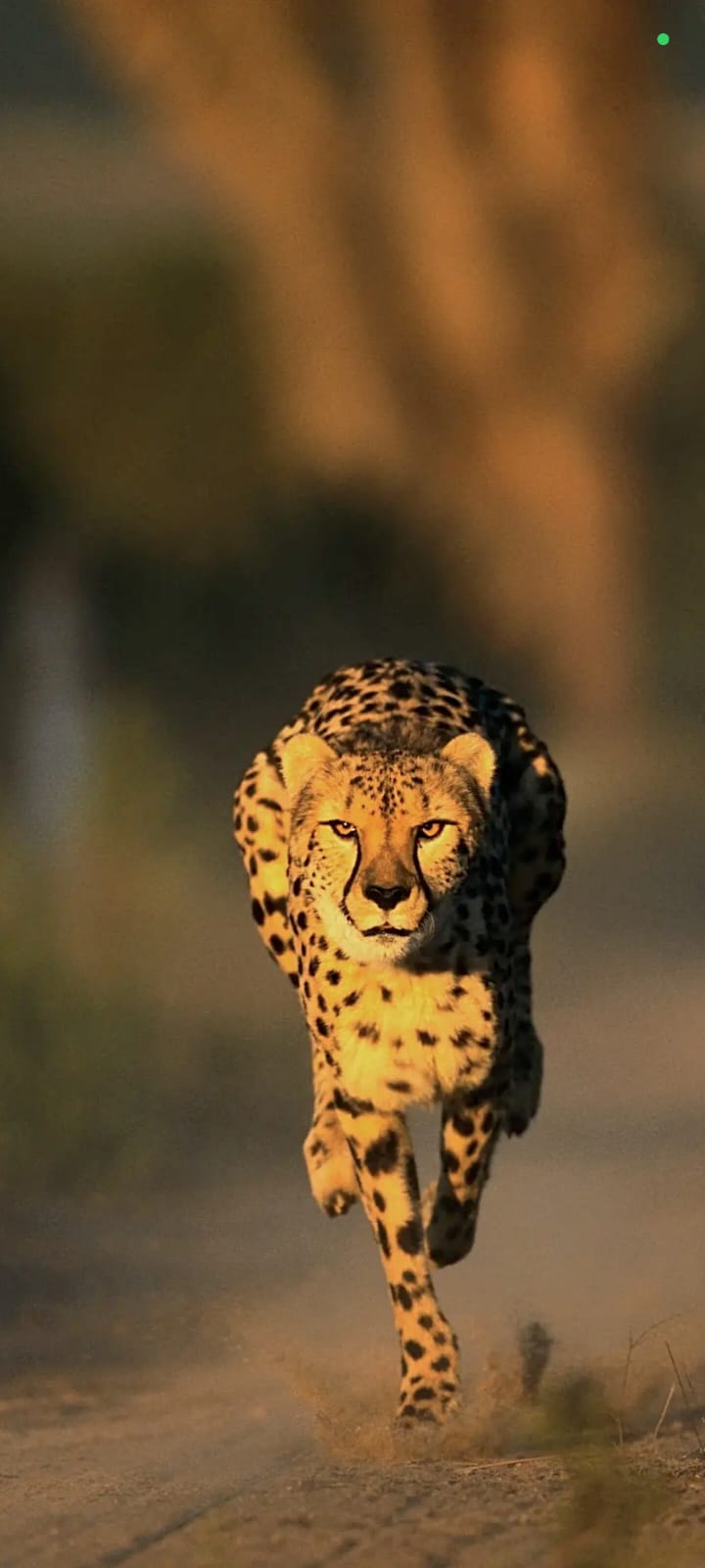 Cheetah running