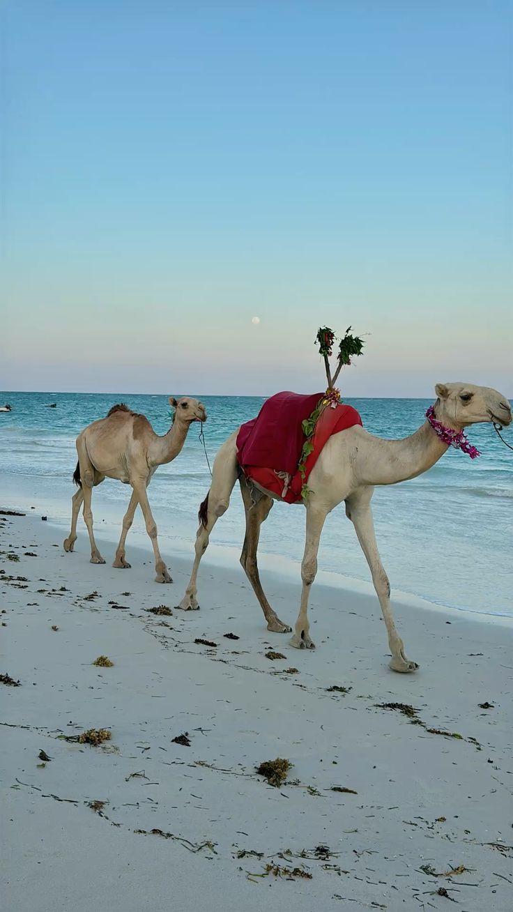 Tanzania and Kenya Safari Adventure with Diani Beach Holiday Tour