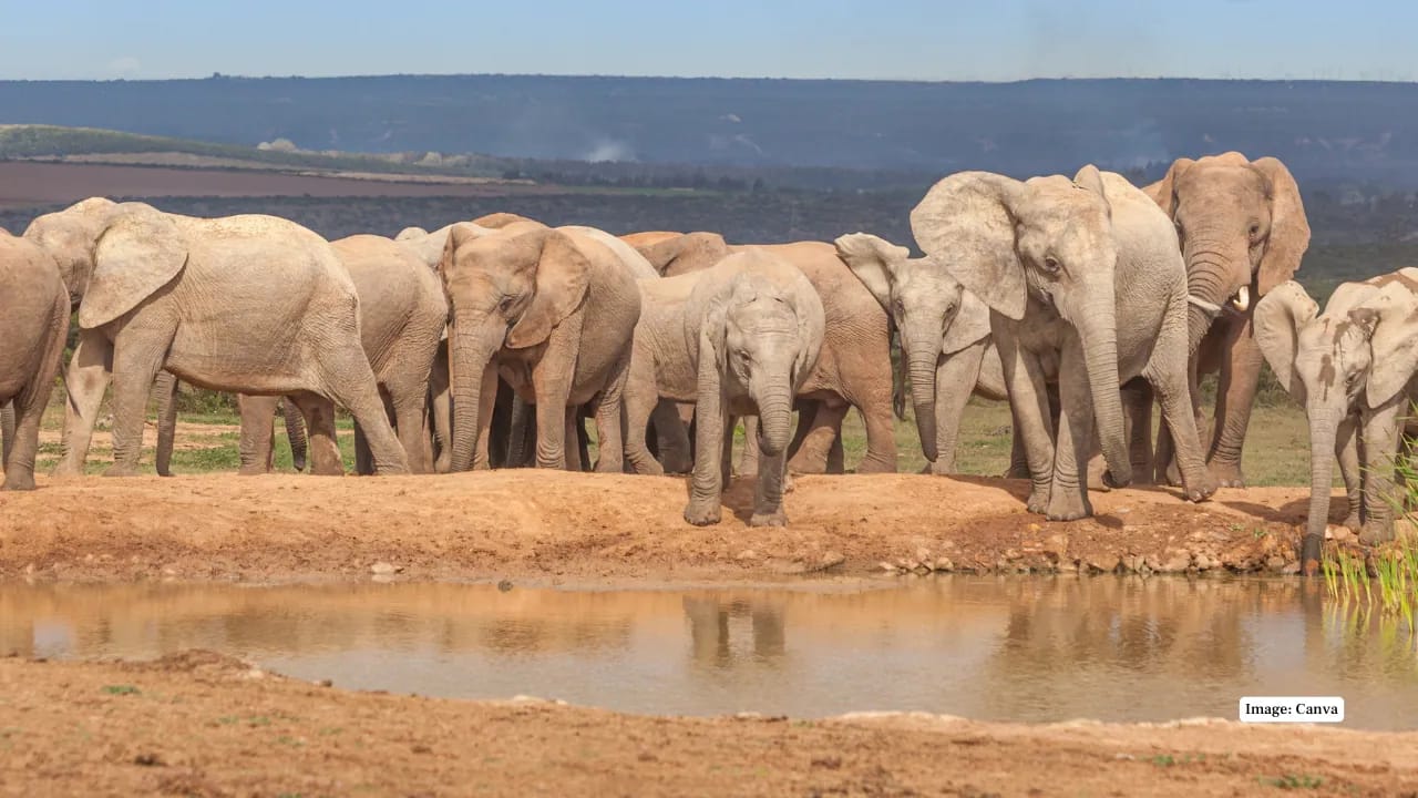Elephants at a waterhole