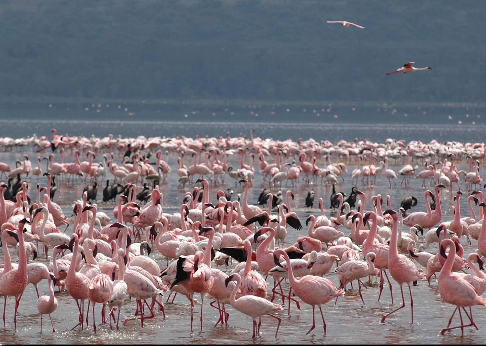 Lake Manyara National Park