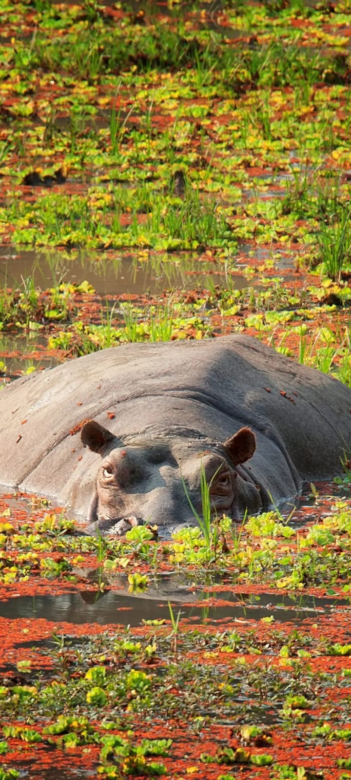 Hippo pool at Lake Naivasha