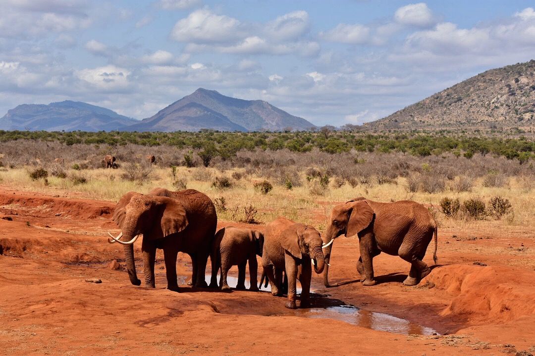 Tsavo East, Tsavo West and Amboseli Safari