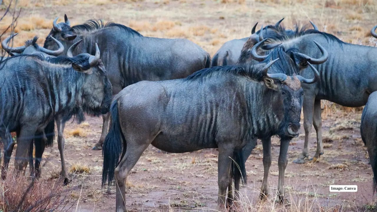 Wildebeest crossing the Mara